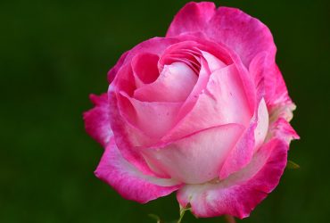 ý nghĩa của hoa hồng trong tình yêu