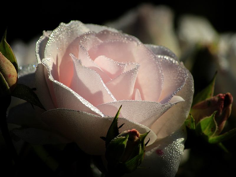 Ý nghĩa phong thủy của hoa hồng